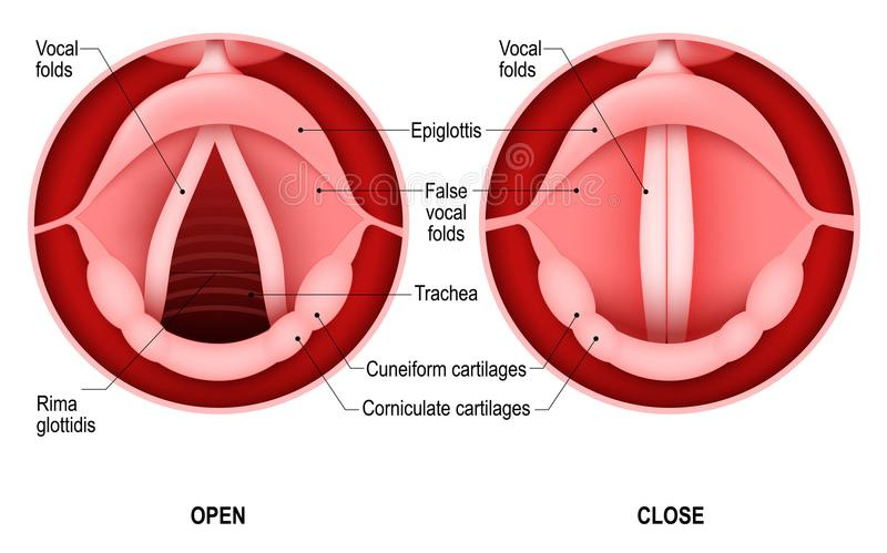human-voice-open-closed-vocal-cords-reeds-folds-to-let-air-pass-larynx-trachea-breath-want-117475628.jpg