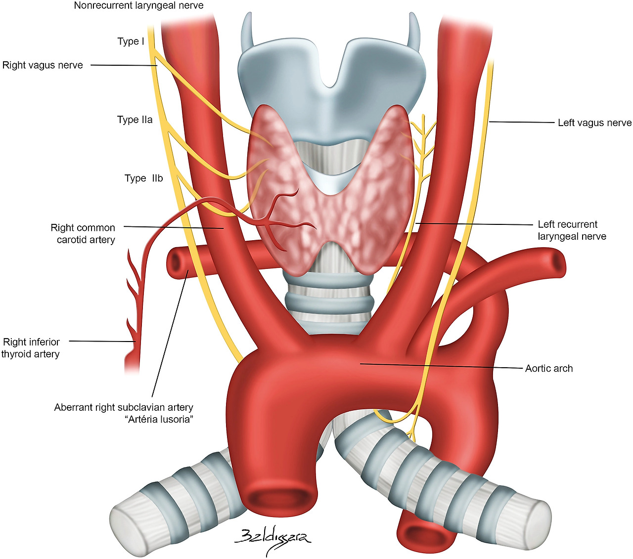 thyroid ar24629-fig-0004-m.jpg