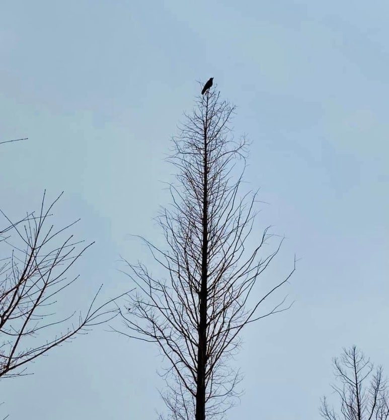 카지노 가입 쿠폰