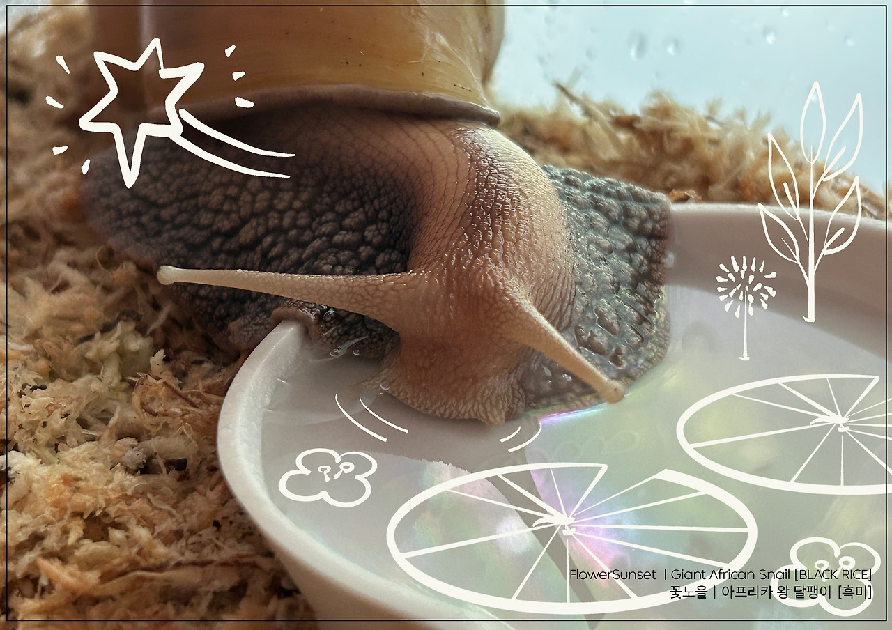 000_snail_illust_template_horizon copy.jpg