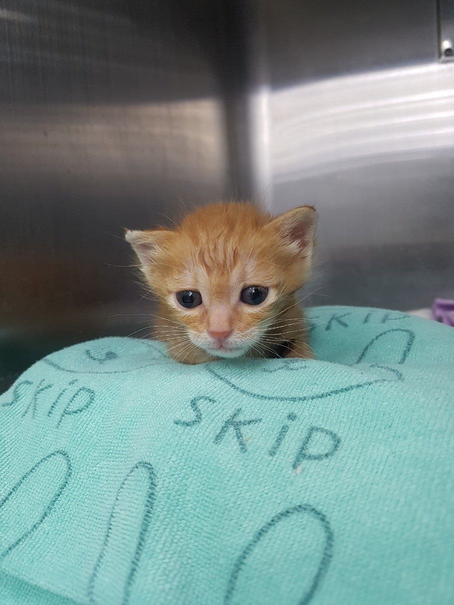 아기고양이.jpg
