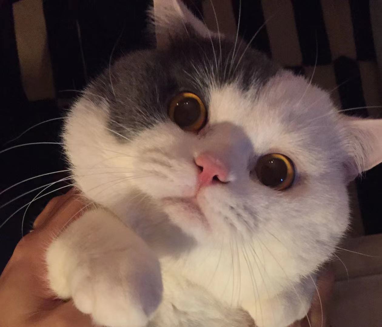 WeChat Image_20221106180923.jpg