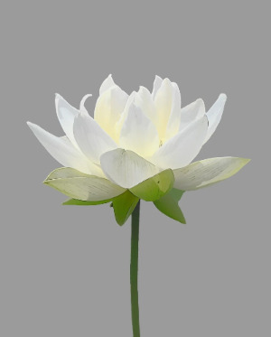카지노 쿠폰