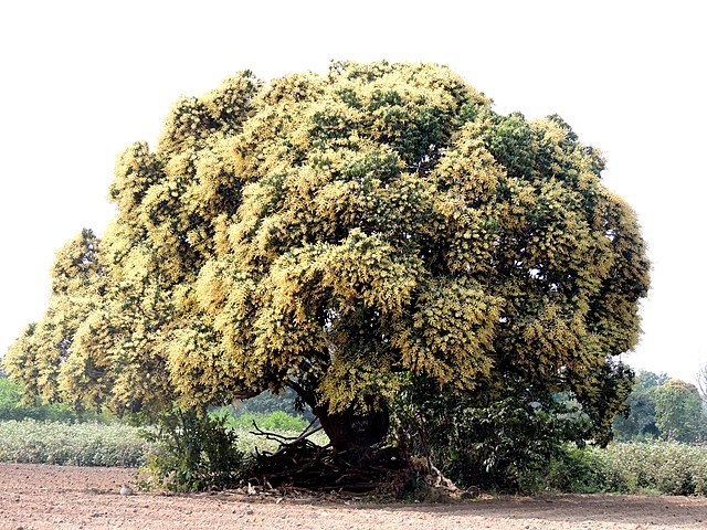 640px-आंबा_वृक्ष,_किनी_सोयगाव_जि.औरंगाबाद_Magno_Tree,_Kini_Soyegoan_Aurangabad_(Mangifera_Indica) MGB CEE.jpg