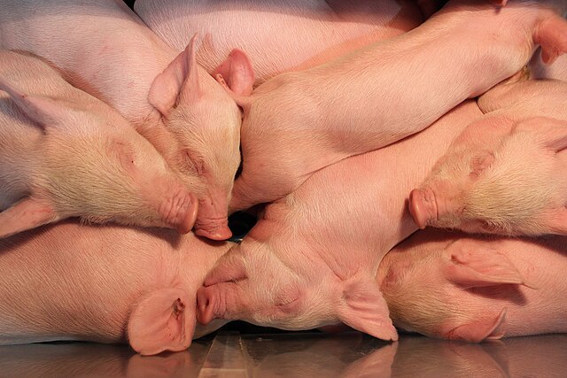 Piglets_IMG_5523.jpg