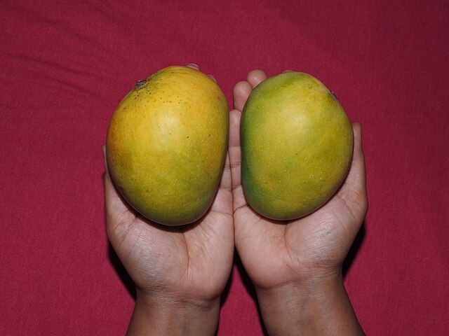 Mango_Mangifera_indica_fruit_by_Raju_Kasambe_DSCN2626_14_Dr. Raju Kasambe.jpg