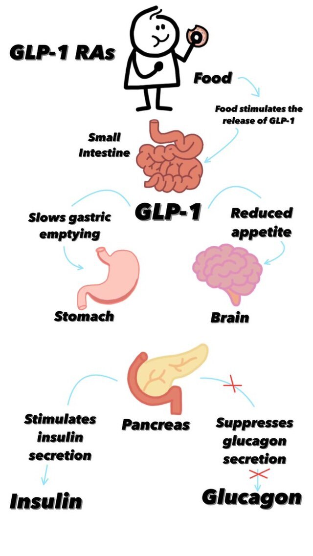 GLP-1_Signaling_in_the_Body_Myluckynumber7.jpg