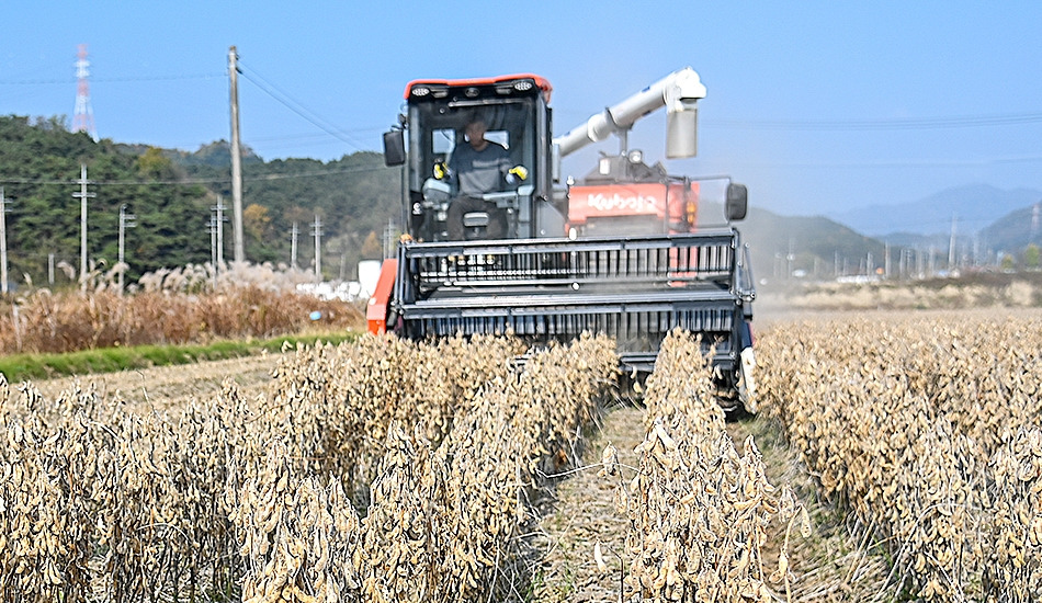논콩 수확장면_남원시.jpg