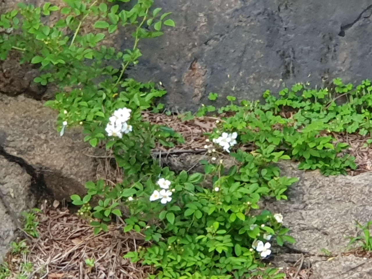 바위틈의 찔레꽃20250511.jpg