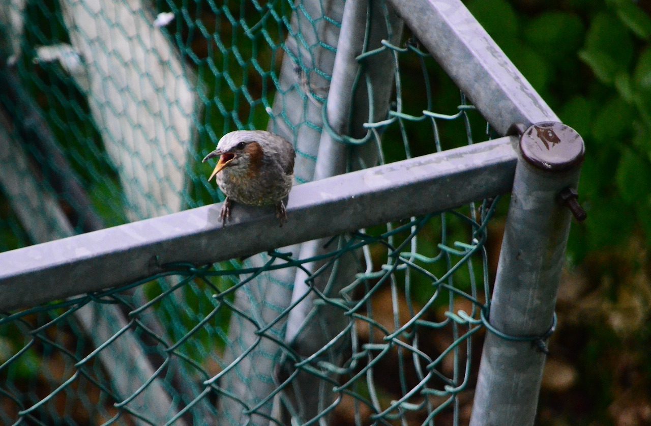 직박구리 (3).jpg