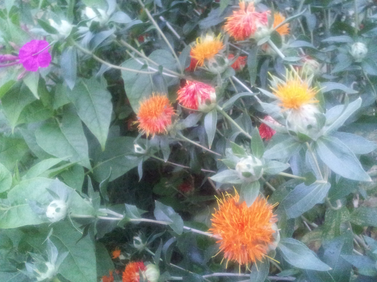 2015-07-21 19.50.16.jpg