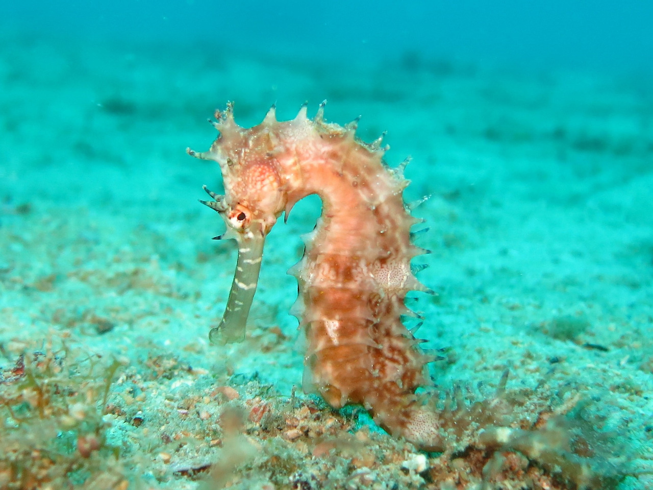 seahorse-g0469bdf1a_1920.jpg