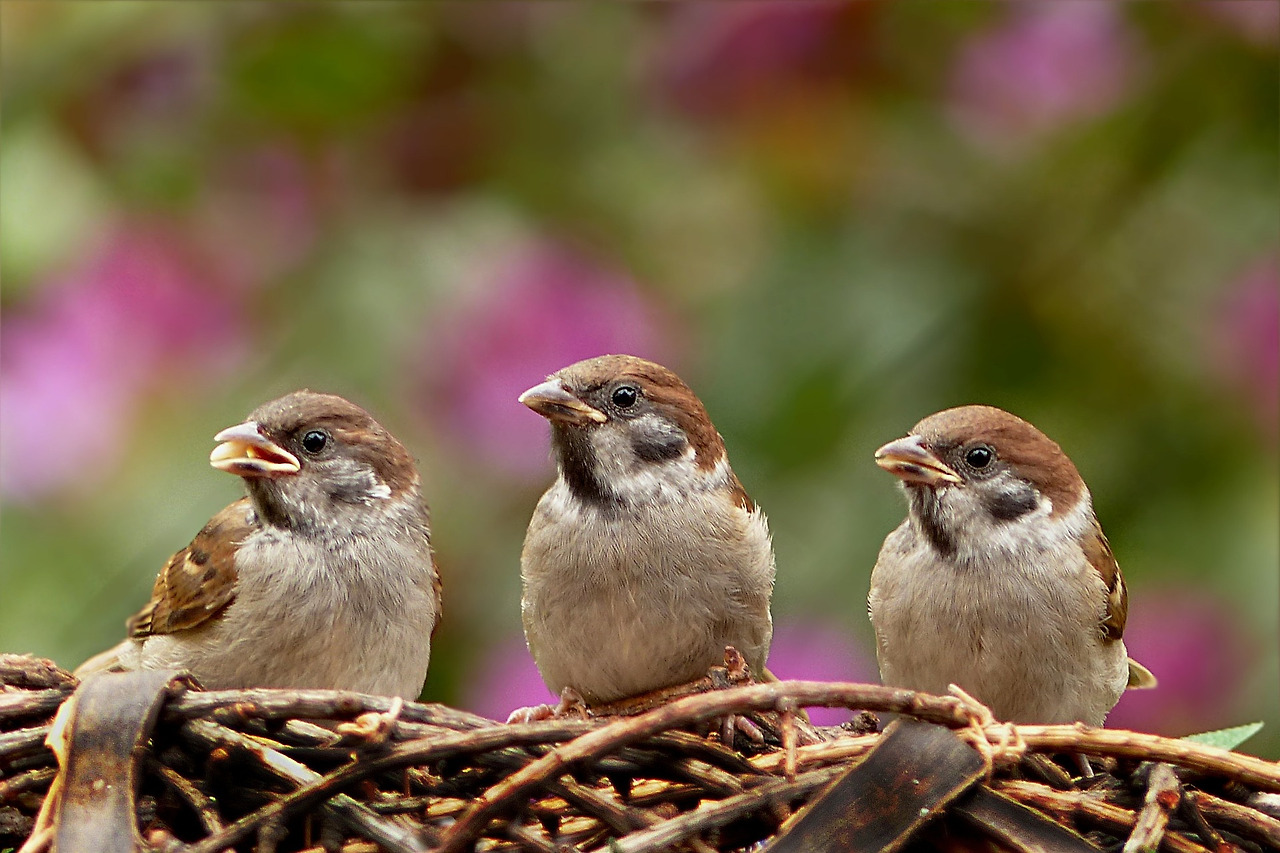 sparrows-797995_1920.jpg