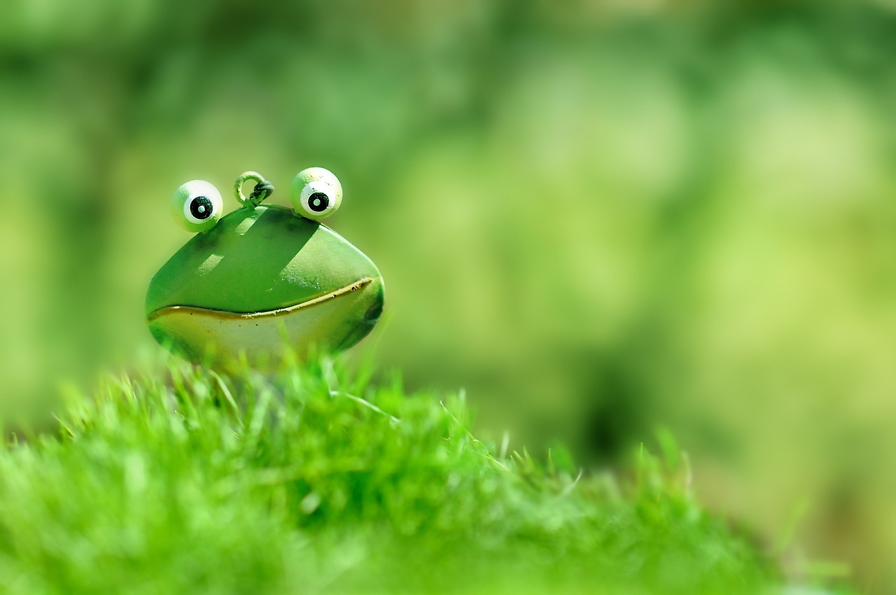 frog-1788178_1920.jpg