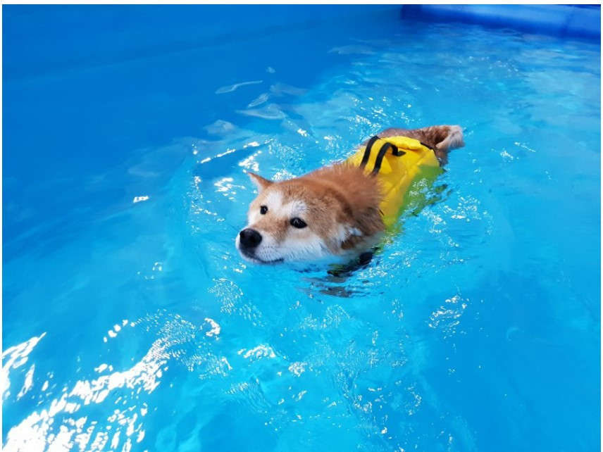 강아지 수영.jpg