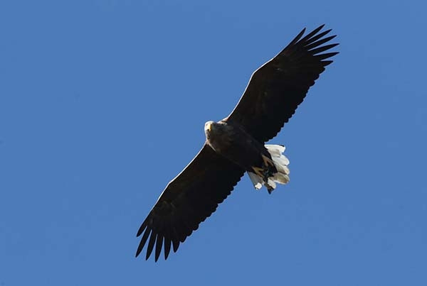 16-2 흰꼬리 수리 by 경북제일신보.jpg