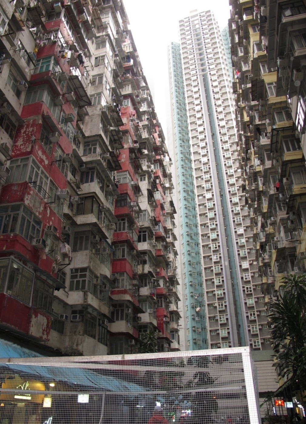 보히니아가 시들면