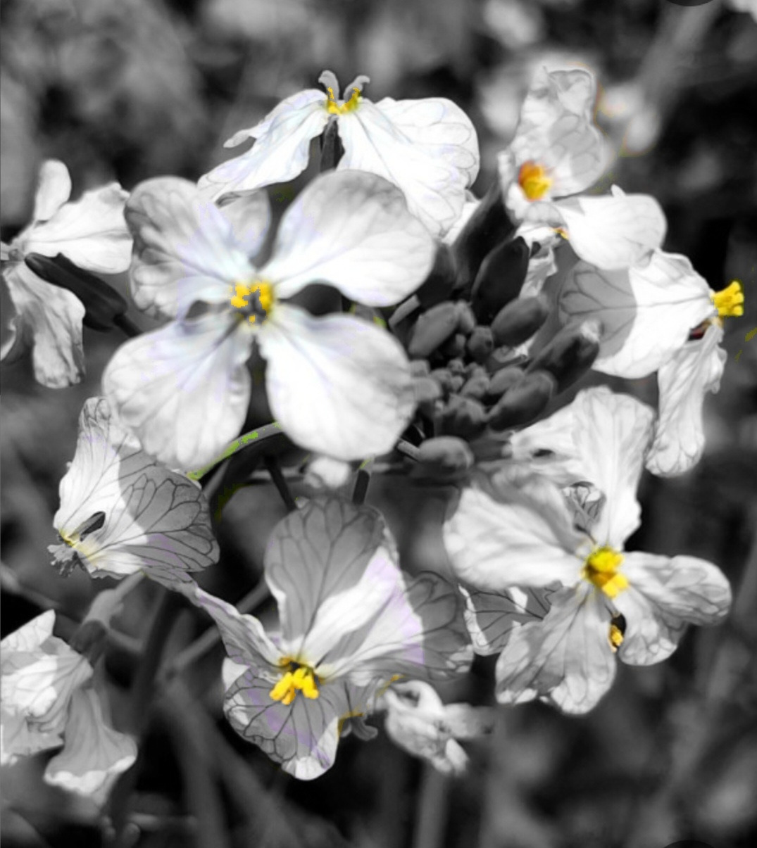 무꽃, 부분색칠,브런치.jpg