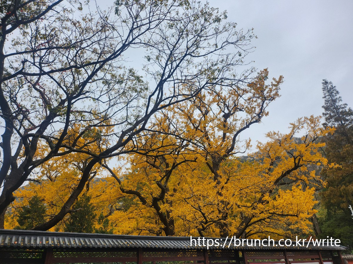 칭다오 노산의 은행나무.jpg