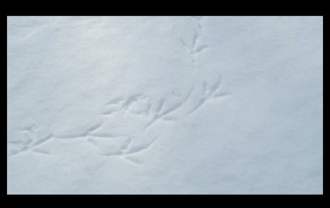 오르골 편지 동영상 4.jpg