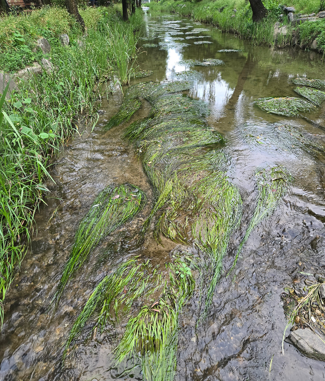 수초, 성내천 사진.jpg