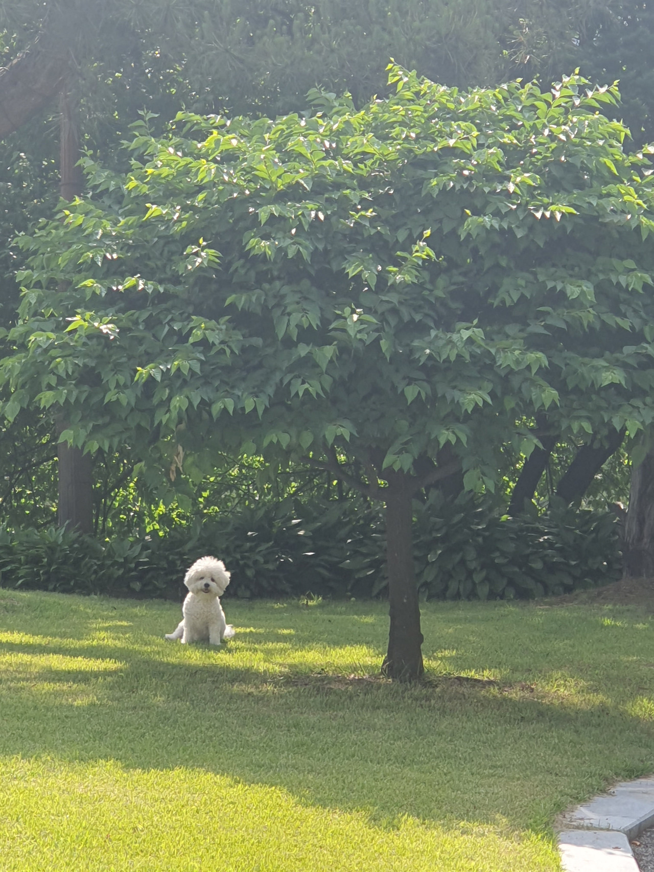 비둘기 밍키.jpg