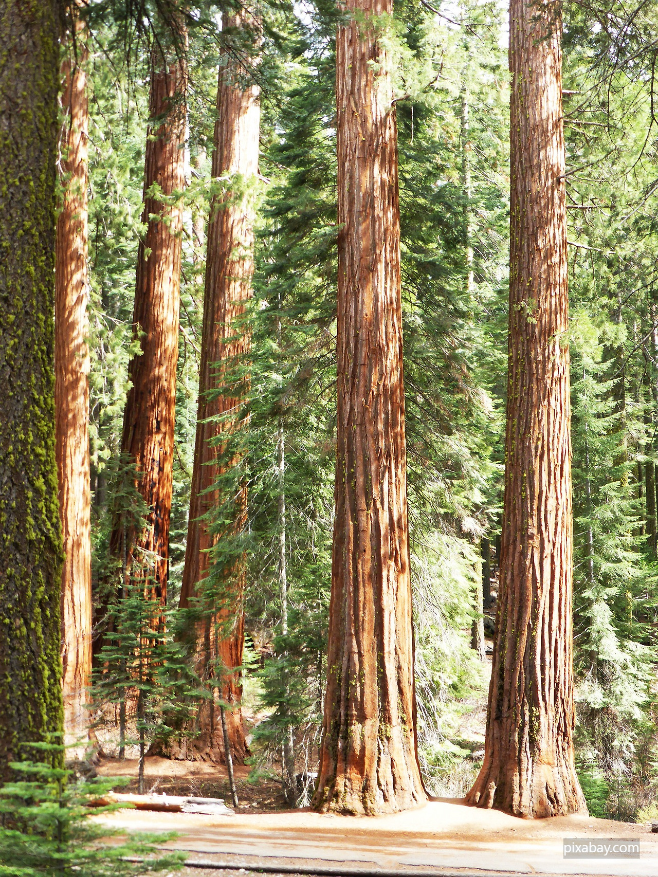 redwood-866382_1920.jpg