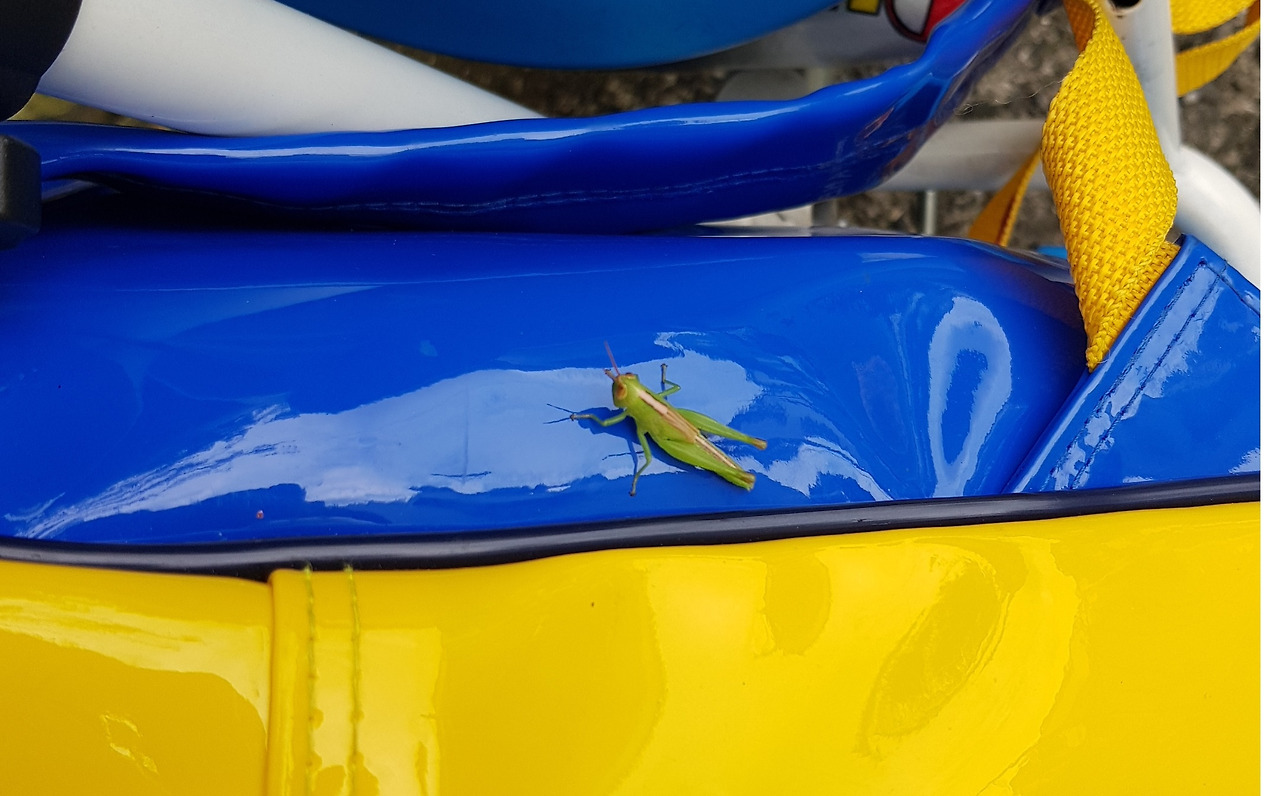 하원길 메뚜기.jpg