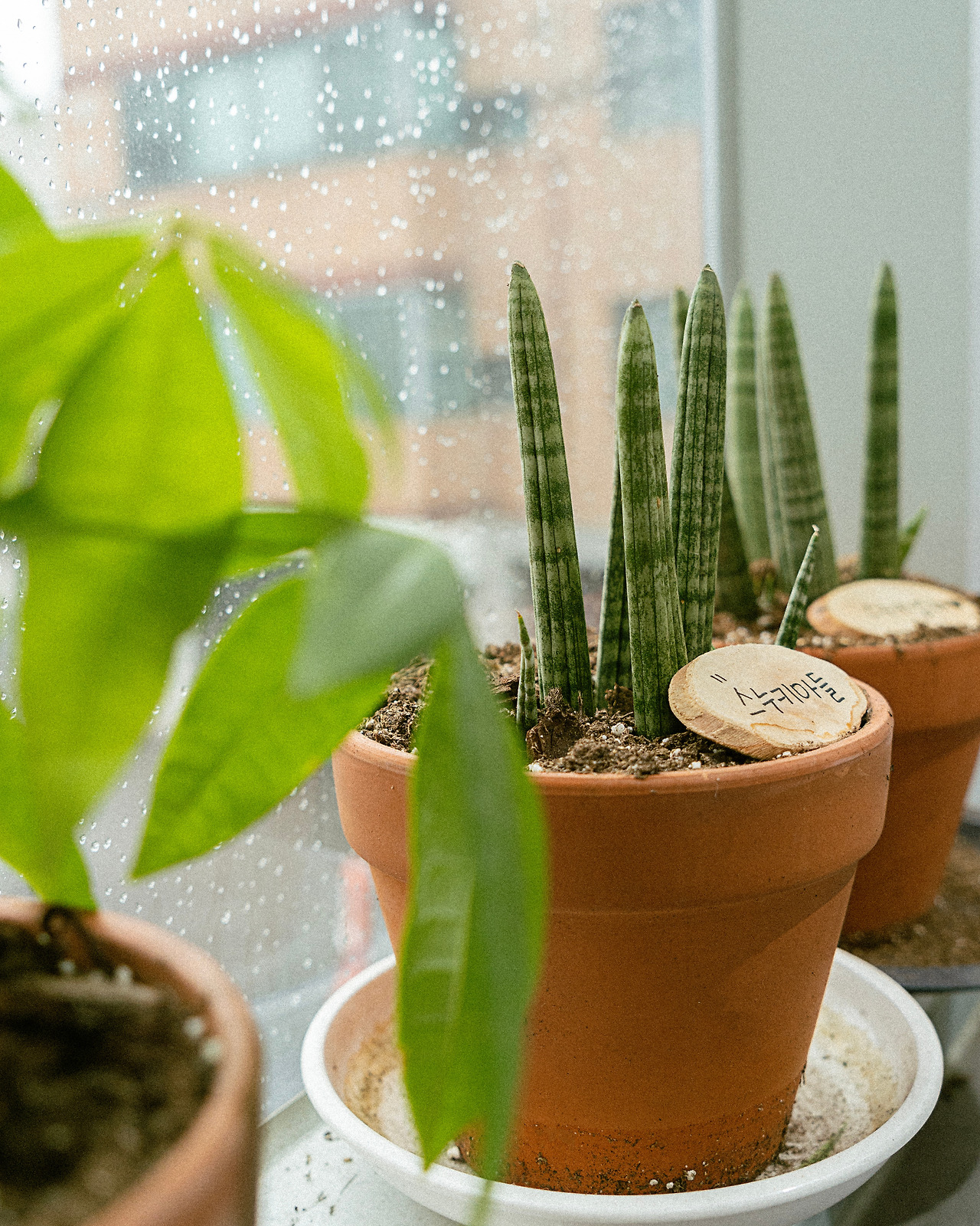 _DSC3775 복사.jpg