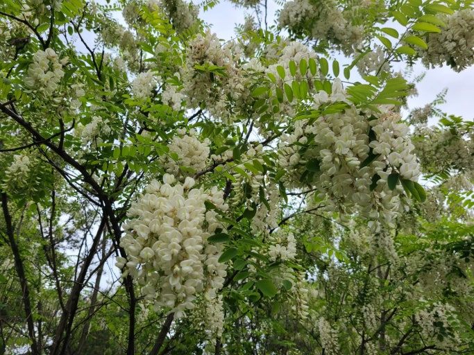 아카시아-2.jpg