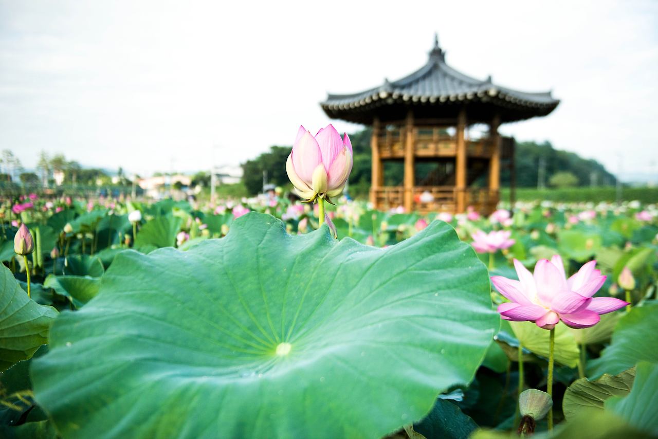 함양 연꽃 테마파크.jpg