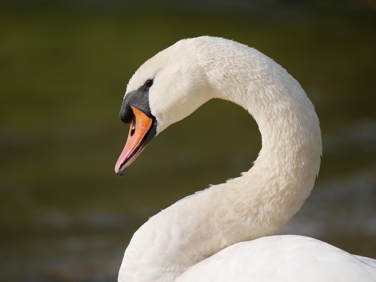 swan-9122726_1280.jpg