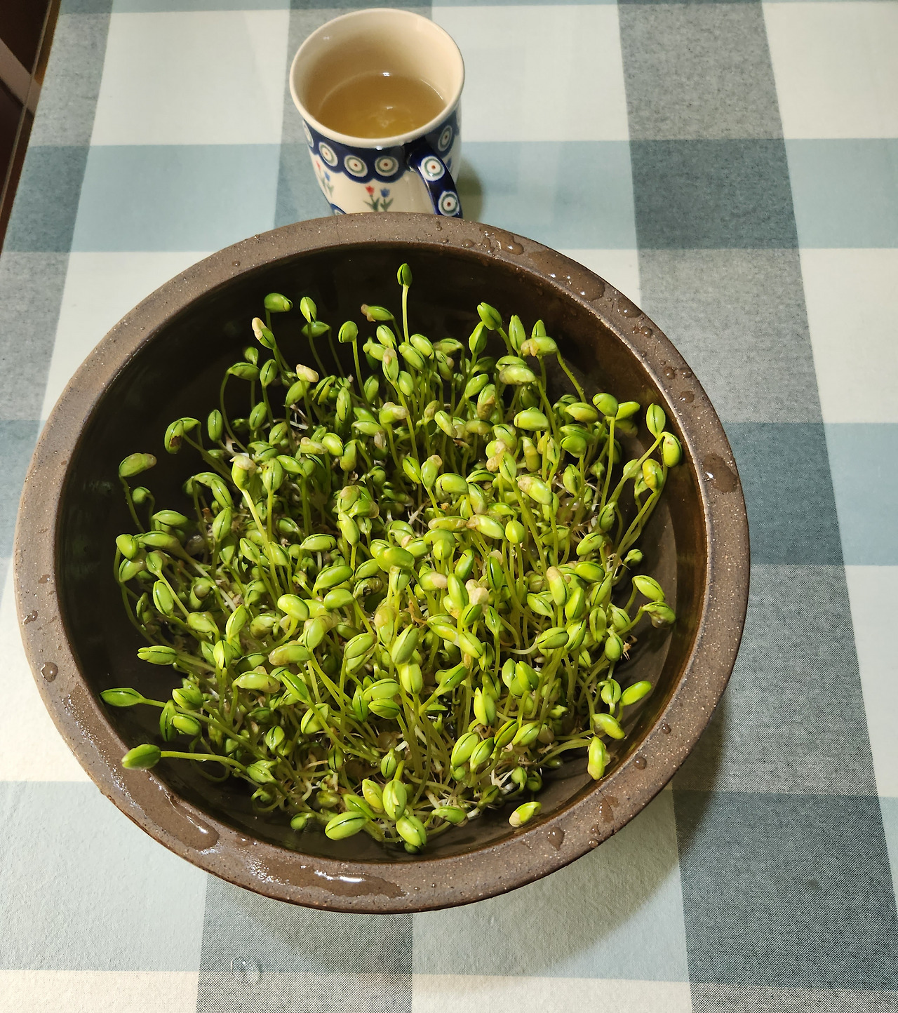 콩나물 7일차.jpg