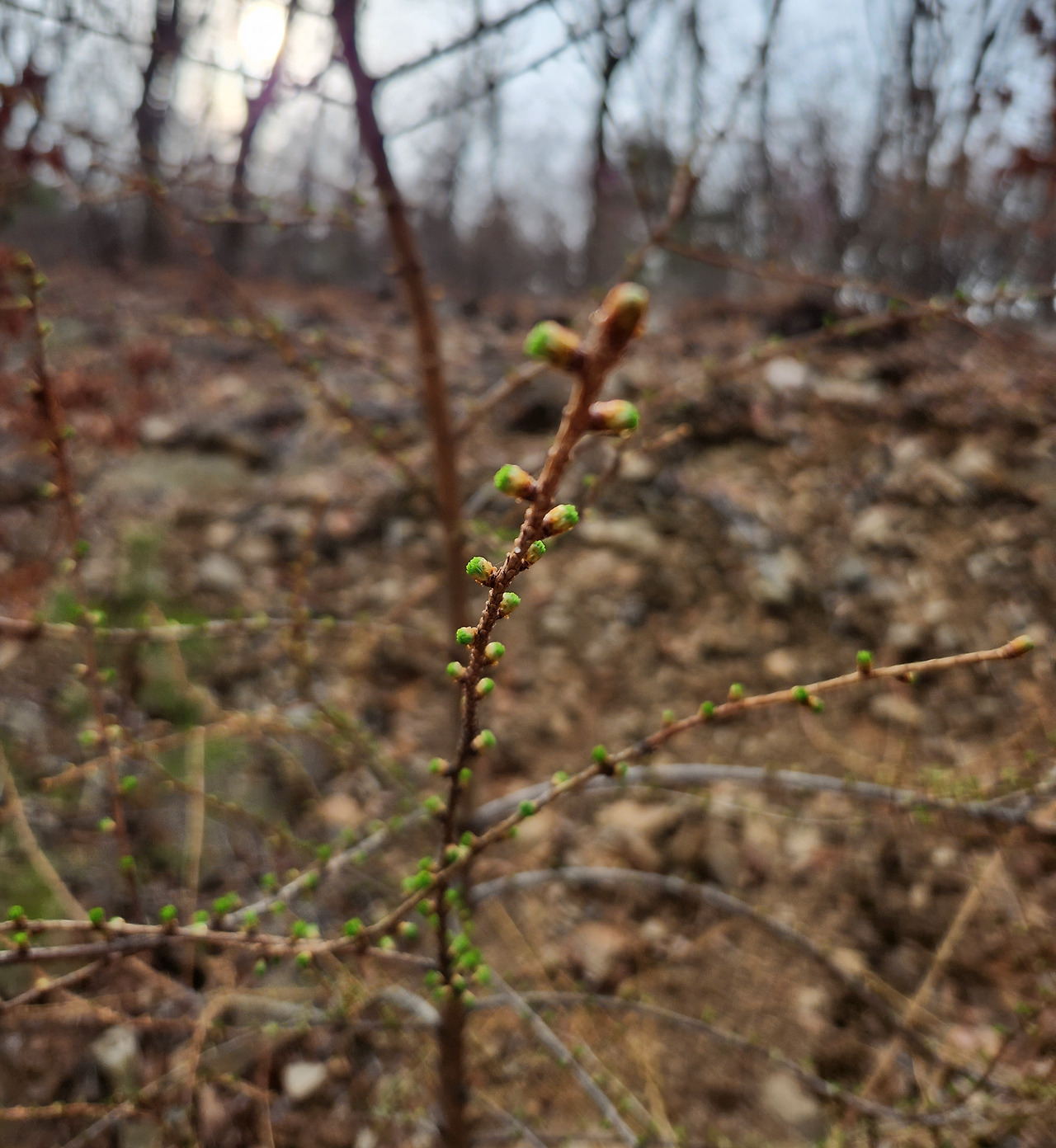 움트는 생명.jpg