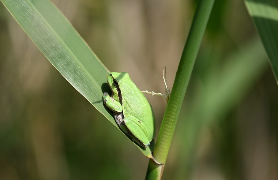 청개구리 흡입컵.jpg