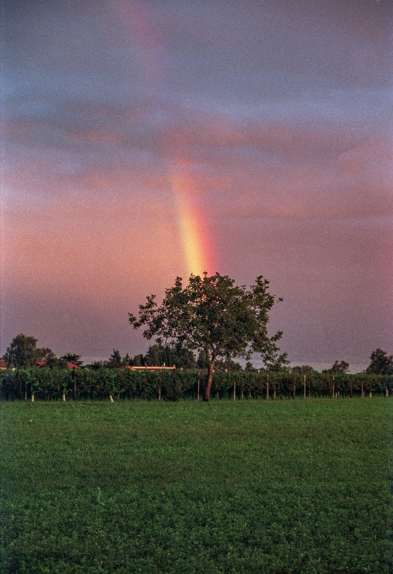 Milos Costantini.jpg