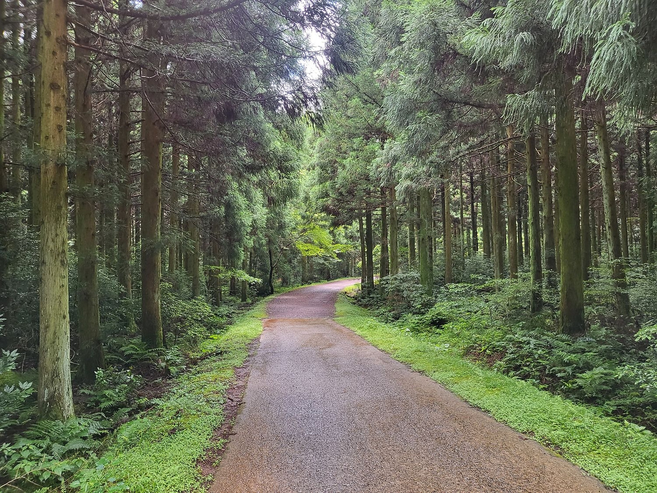 숲속 길.jpg