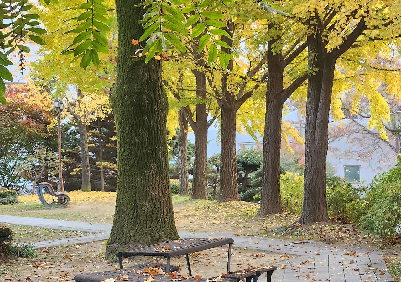 뿌리 깊은 나무.jpg