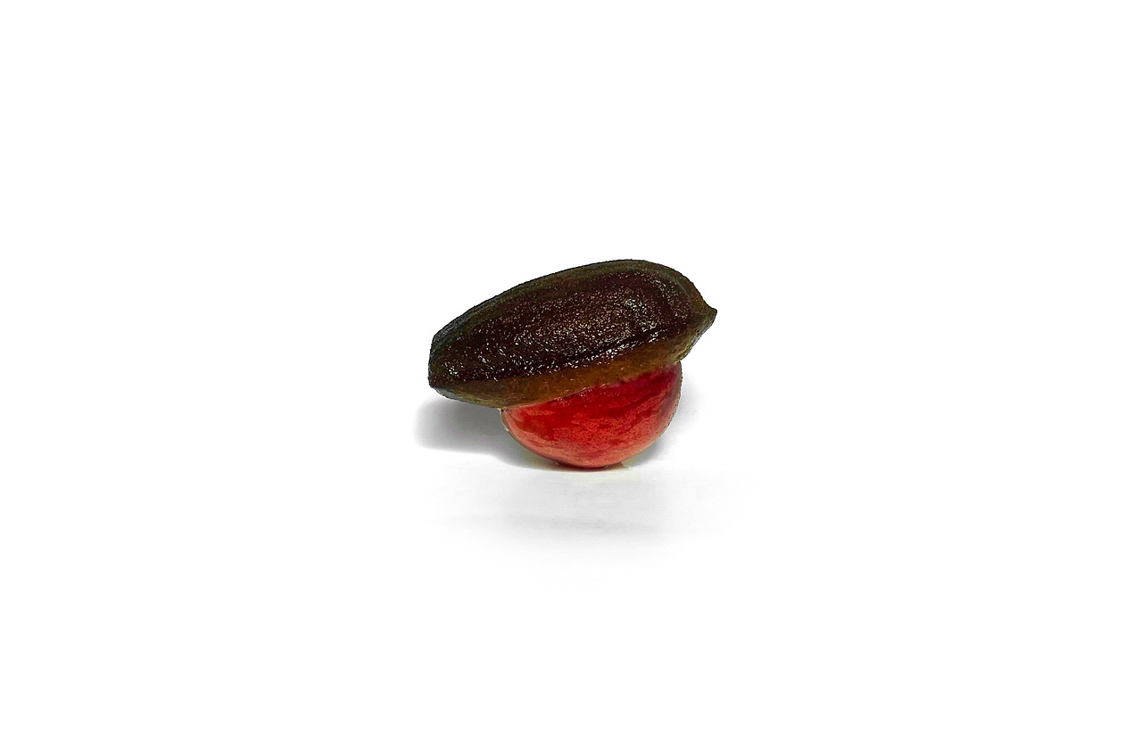 카지노 게임
