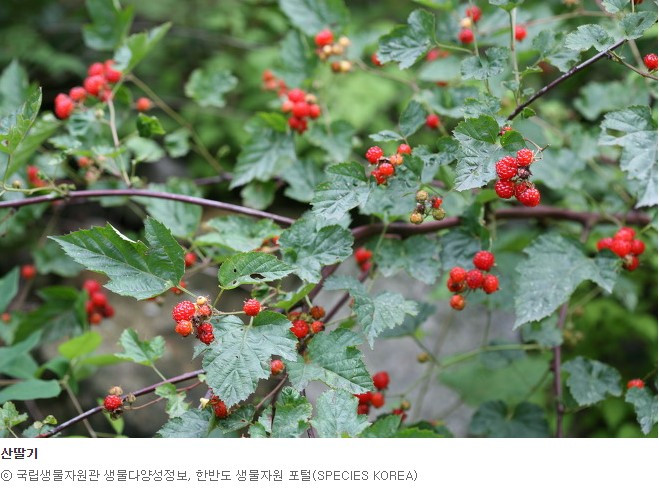 산딸기.jpg