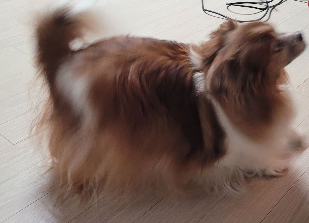 반기는 또리.jpg