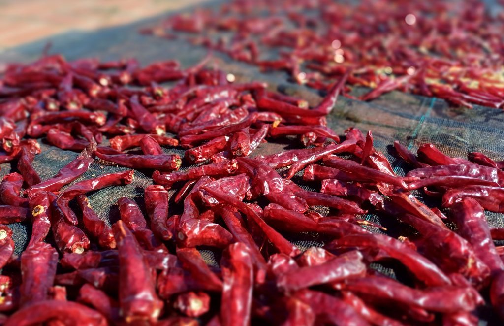고추.jpg