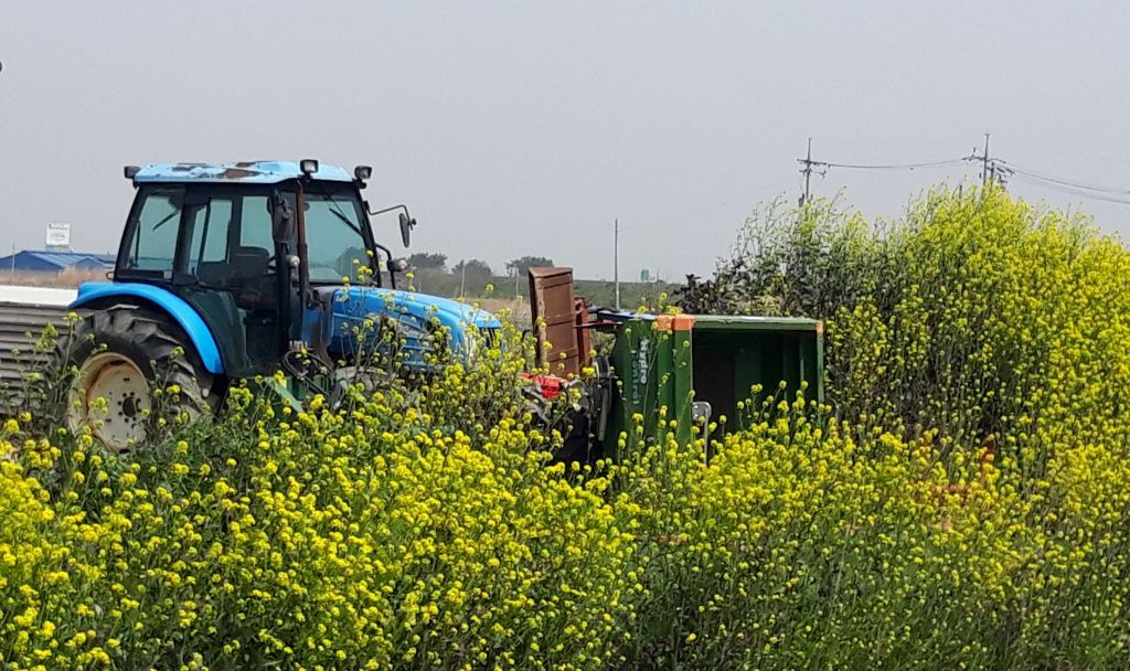 유채꽃과트랙터1.jpg