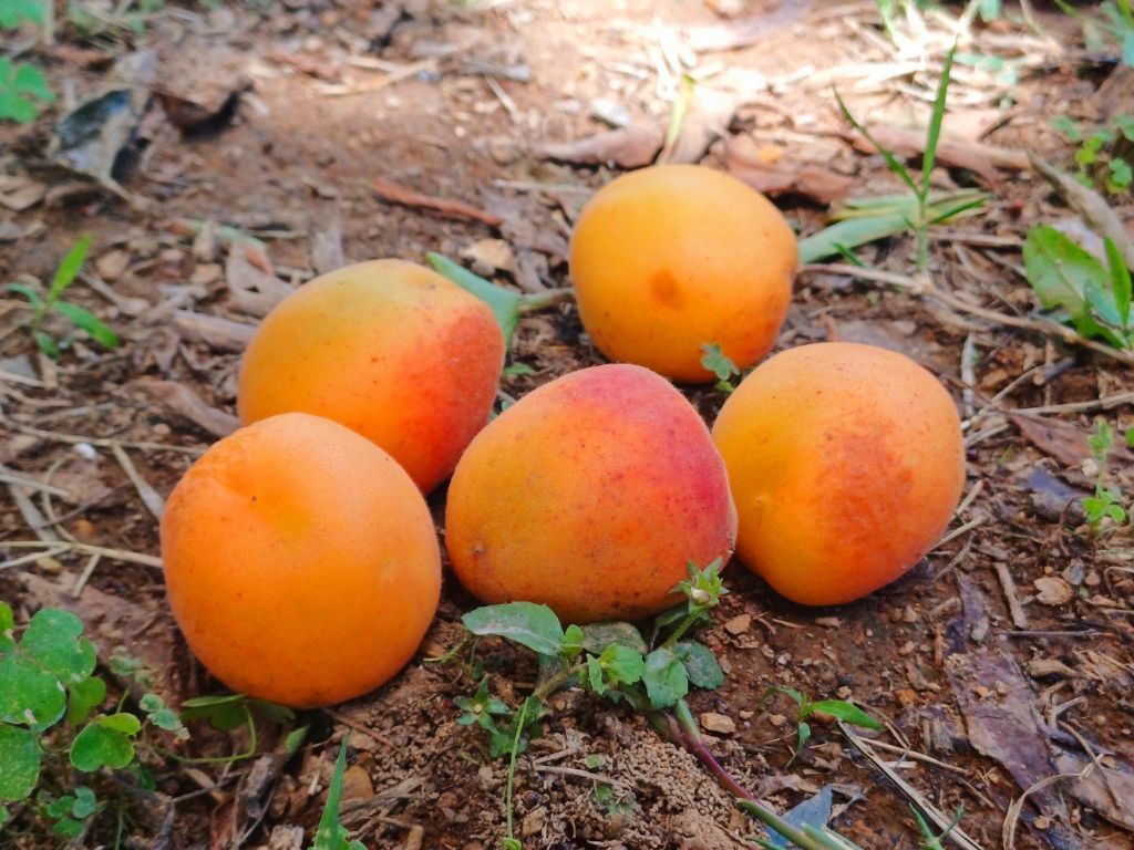 살구1.jpg
