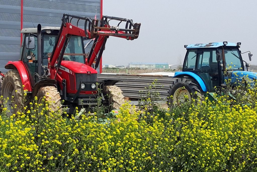 유채꽃과트랙터.jpg