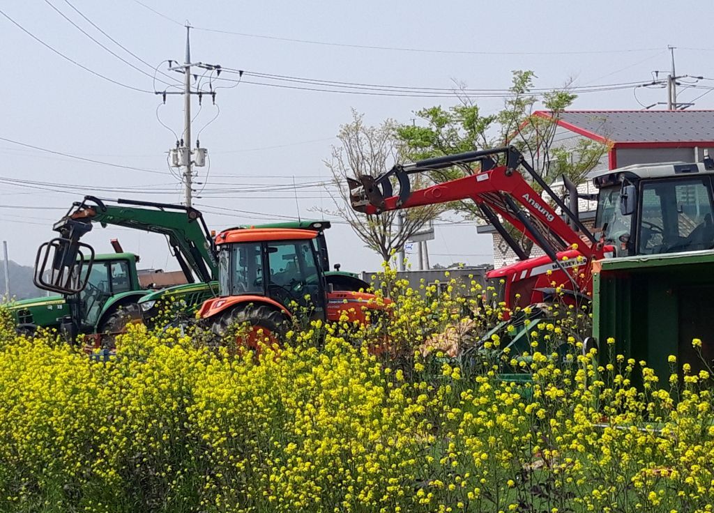 유채꽃과트랙터2.jpg