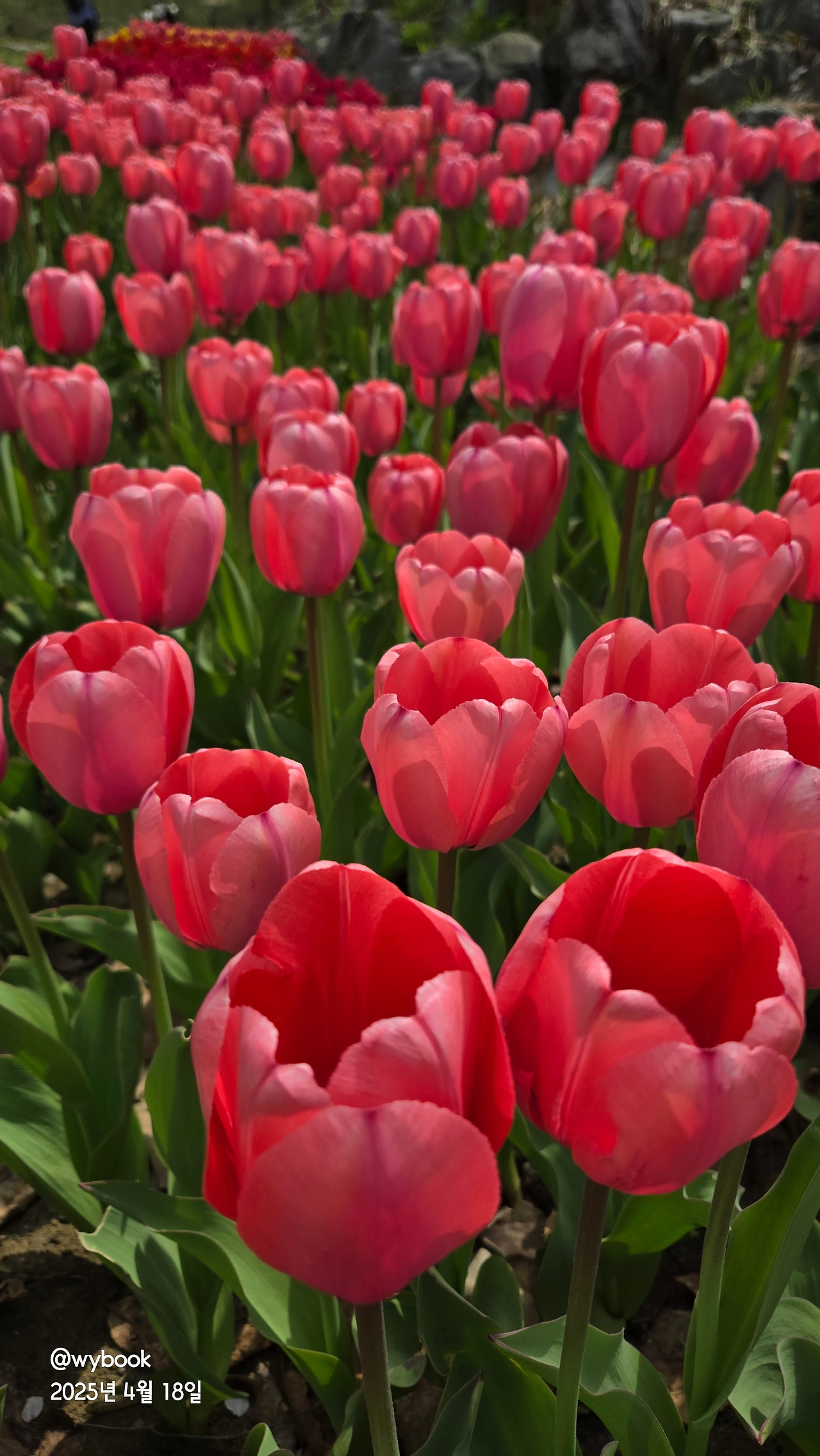 튤립.jpg