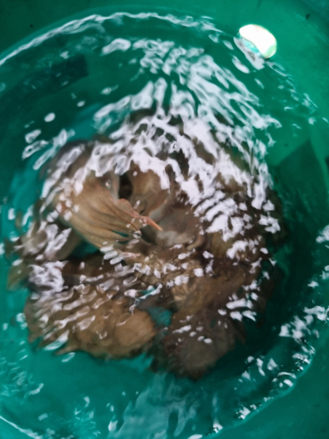 갑오징어 잡은 인증사진.jpg