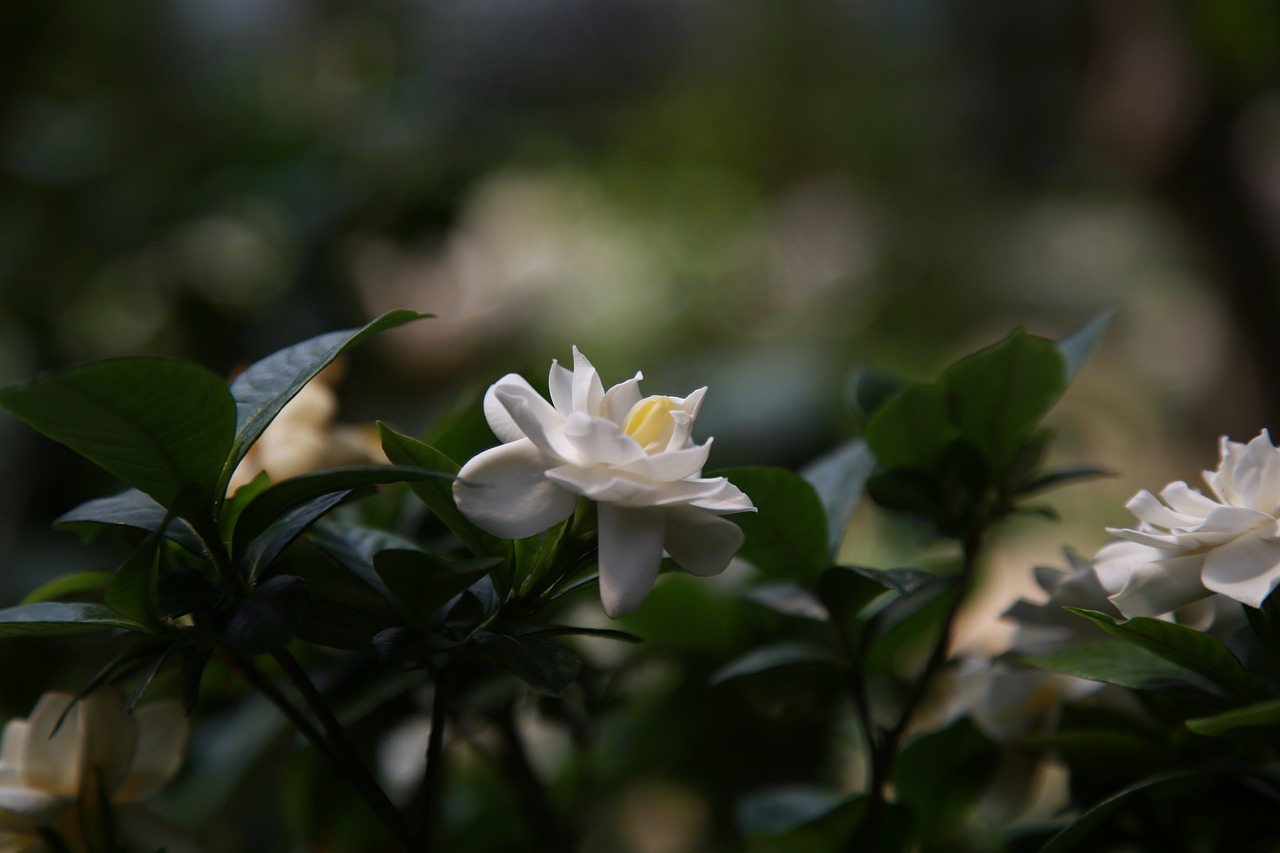 gardenia-3520319_1280.jpg