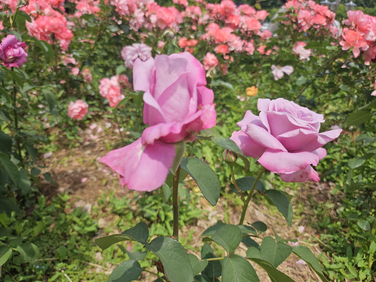 KakaoTalk_20240529_213604310_03 (2).jpg